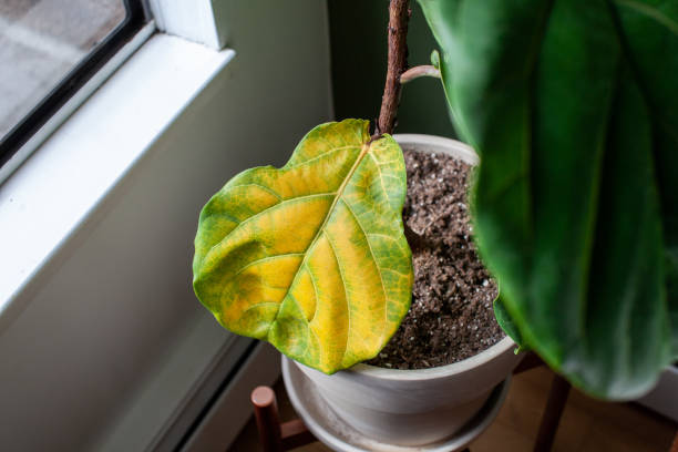 istock A beautiful fiddle leaf fig houseplant sits in a pot by a window for bright, indirect light, but has a large yellowing leaf 1305374859