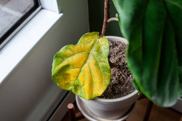 A beautiful fiddle leaf fig houseplant sits in a pot by a window for bright, indirect light, but has a large yellowing leaf stock photo