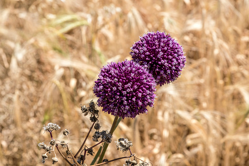 Allium Flower heads