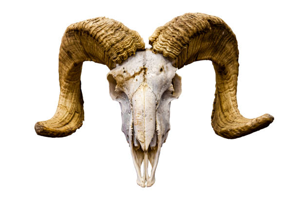염소두개골 - animal skull 뉴스 사진 이미지