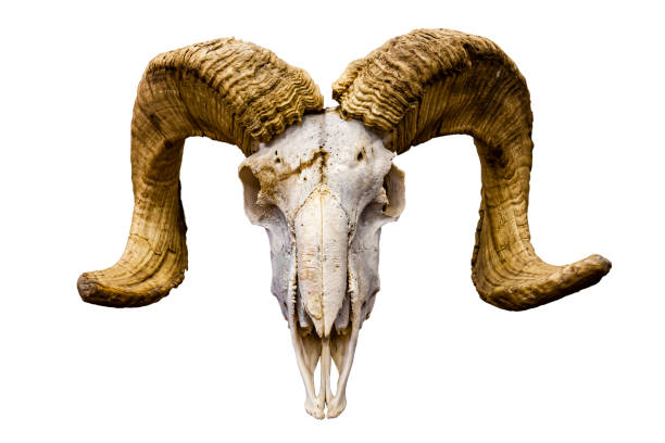 goatskull - animal skull imagens e fotografias de stock