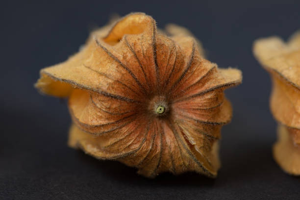 Juicy physalis fruit on the green background