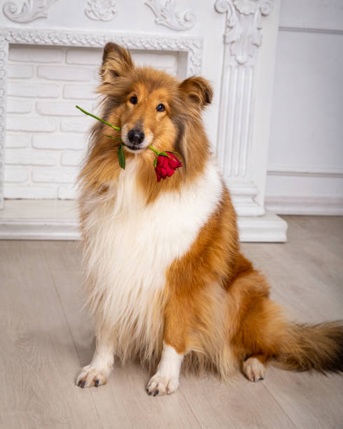 collie hund sitzt auf dem boden mit roten rosenblume im mund - dogrose stock-fotos und bilder