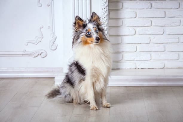 Marble Sheltie Collie dog sitting at home on the floor Marble Sheltie Collie dog sitting at home on the floor and white background shetland sheepdog stock pictures, royalty-free photos & images