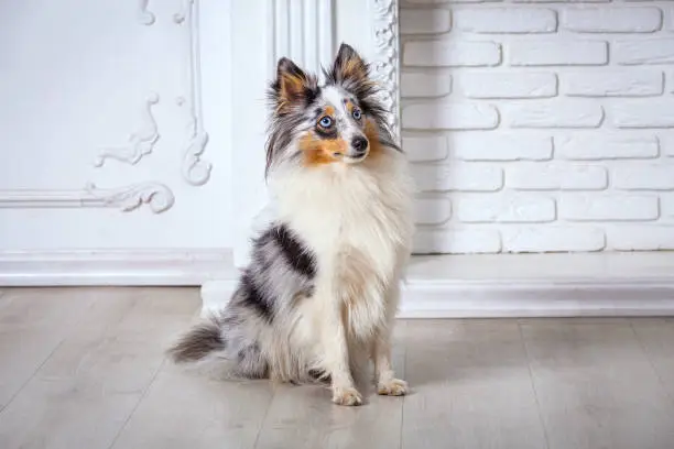 Marble Sheltie Collie dog sitting at home on the floor and white background