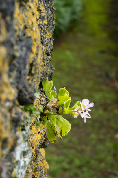 istock Small wild flowers between rocks on the wall, close up caption. 1305381862