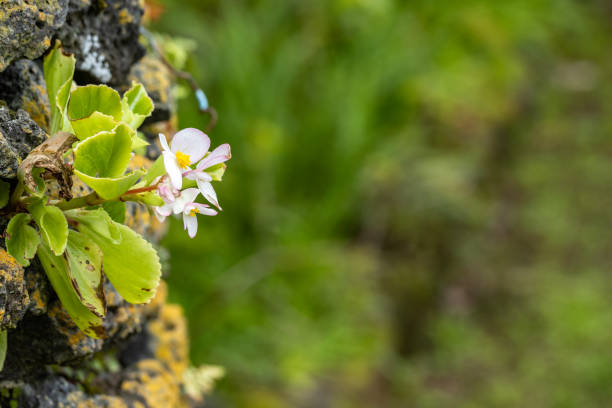 istock Small wild flowers between rocks on the wall, close up caption. 1305381927
