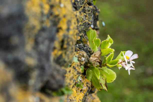 istock Small wild flowers between rocks on the wall, close up caption. 1305381929
