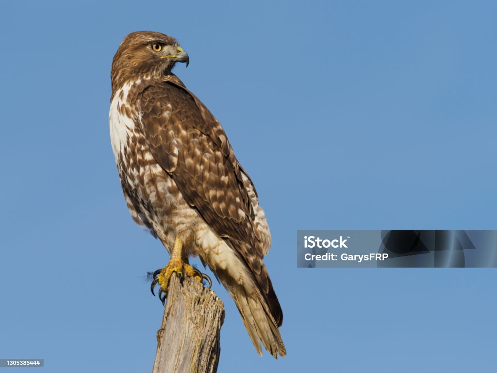 Immature Red-tailed Hawk Perched on Tree Snag Oregon Blue Sky An Immature Red-tailed Hawk ( Buteo Jamaicensis ) on a top of a tree snag. Is a very common raptor in North America, often seen perched alongside of roadways. Has a blue sky background. Hawk - Bird Stock Photo