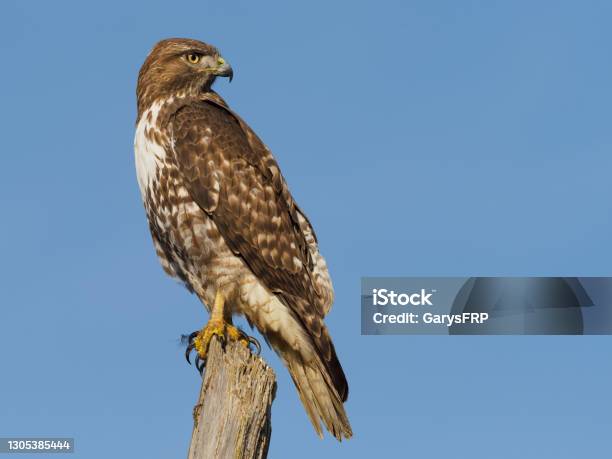 Immature Redtailed Hawk Perched On Tree Snag Oregon Blue Sky Stock Photo - Download Image Now