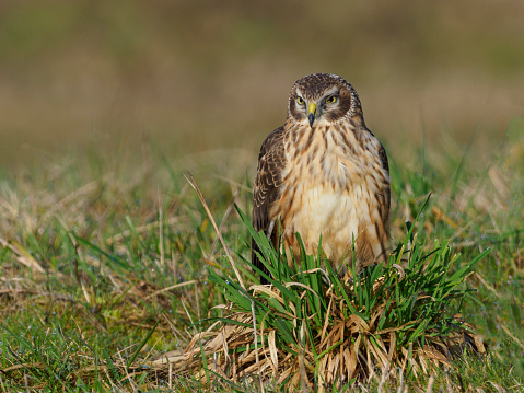 Northern Harrier (Circus hudsonius) in a grass field. Washington State. Common in North America. Has copy space. Edited.