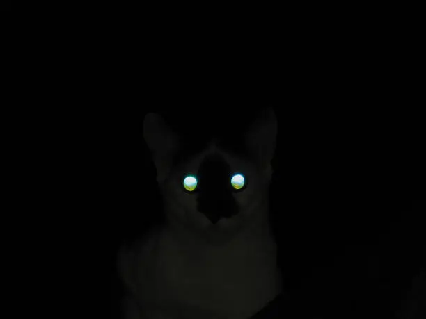 Photo of tabby cat enveloped in the darkness of the night, with the retina of its eyes reflecting the light of the flash.
