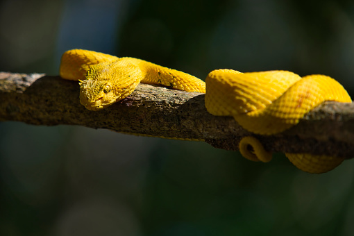 deadly toxic eyelash viper snake in Costa Rica