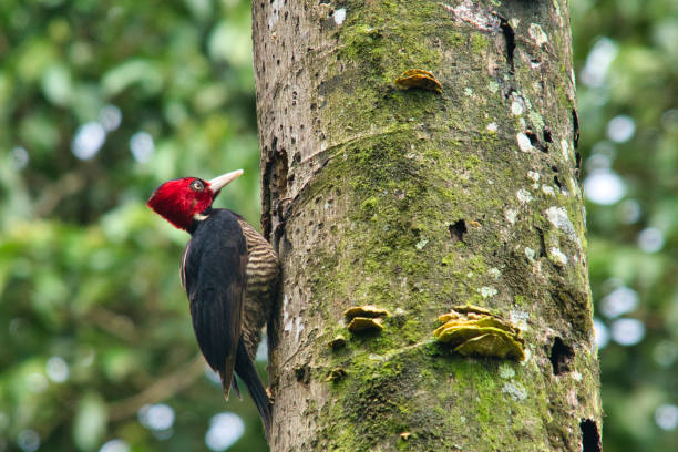 istock Pale-billed woodpecker 1305391804