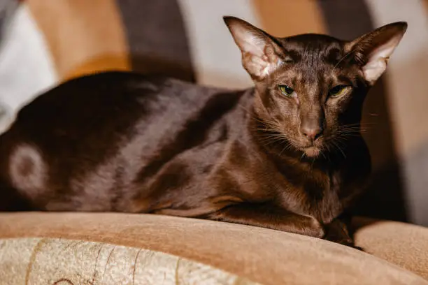 Photo of Shorthair Oriental Havana Cat with chocolate coat color.