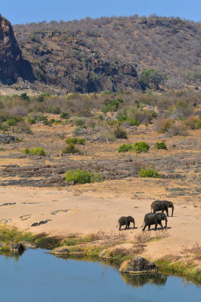 istock Elephants in the Kruger Landscape 1305392976