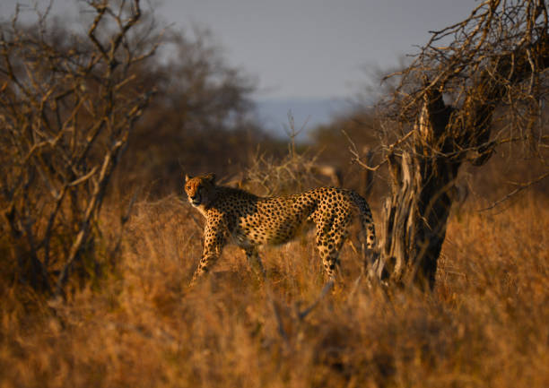 istock A Cheetah Roaming the African Grasslands 1305393024