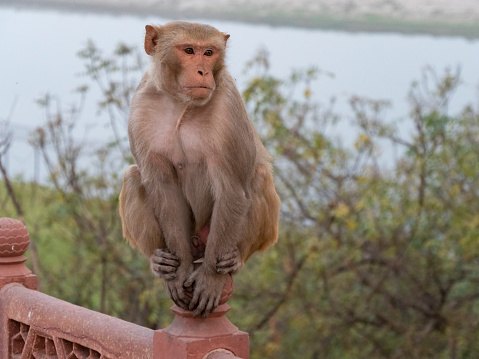 early morning shot of a monkey sitting on a railing at the taj mahal in agra, india