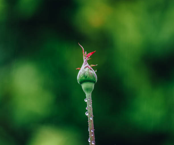 green rose bud in the rain