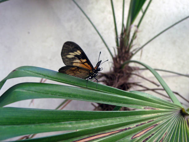 A butterfly on a leaf in a garden