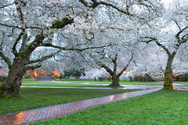 istock Cherry Blossoms in University of Washington 1305397883