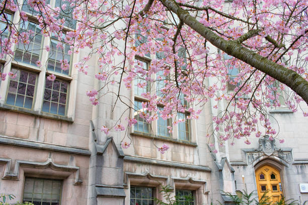 istock Cherry Blossoms in University of Washington 1305397898