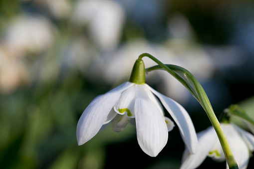 white snowdrop in first warm spring days with copy space, closeup photo with shallow focus