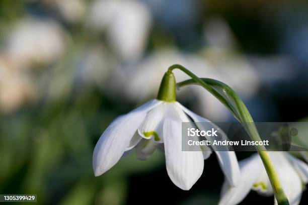 Snowdrop In Flower In A Garden In Spring Stock Photo - Download Image Now - Flower, White Color, Winter