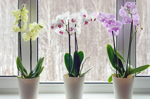 Orquídeas de polilla en el alféizar de la ventana - decoración del hogar con plantas de floración en macetas vivas photo