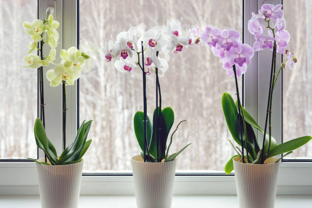 Moth orchids on windowsill - home decoration with live potted flowering plants Moth orchids on windowsill - home decoration with live potted flowering plants potted orchid stock pictures, royalty-free photos & images