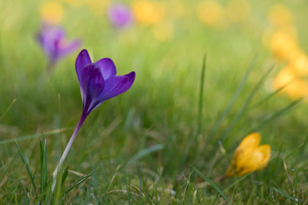 crocus tommasinianus ruby giant en flor con crocus chrysanthus dorothy al fondo - dorothy fotografías e imágenes de stock