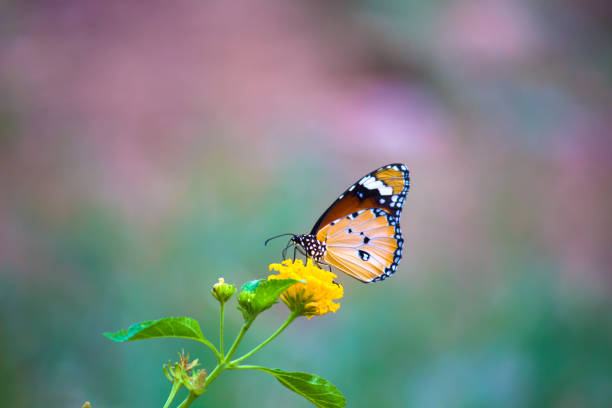 istock Danaus chrysippus, also known as the plain tiger, African queen, or African monarch, Danainae,  is a medium-sized butterfly widespread in Asia, macro shots, butterfly garden. 1305400412
