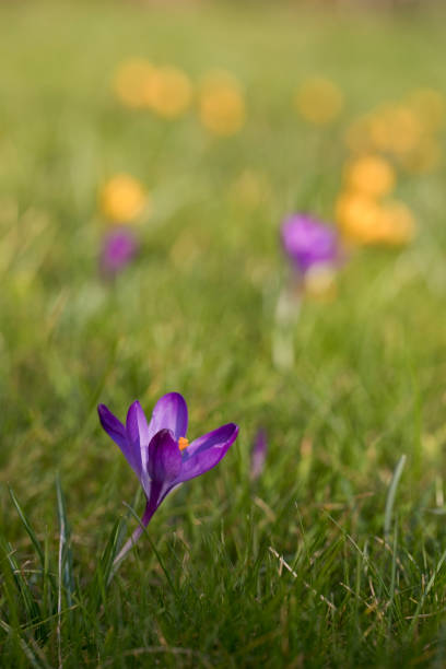 Crocus tommasinianus Ruby Giant in flower with crocus chrysanthus dorothy in the background. A springtime display of flopwers in a lawn, England, United Kingdom