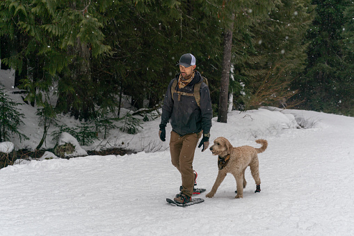 A young adult ethnic male is snowshoeing in the Pacific Northwest. He is happily walking with his pure bred golden doodle dog that is wearing booties.