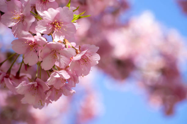 istock Kawazu cherry blossoms in full bloom against the blue sky 1305404271