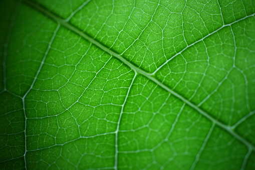 Macro de hojas de Annona photo