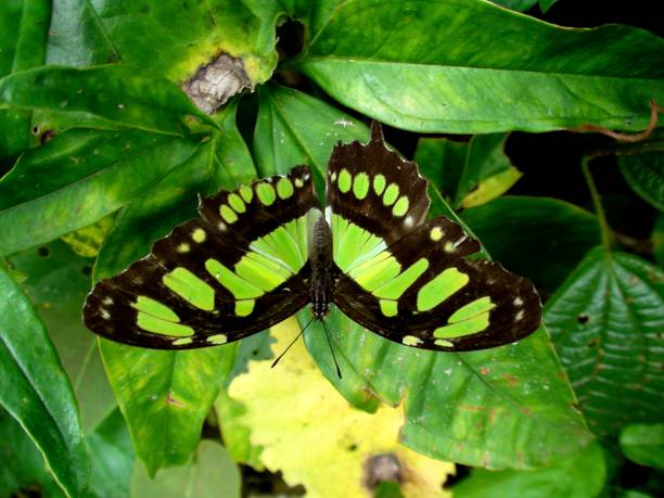 istock butterfly insect - siproeta stelenes - malachite 1305409459