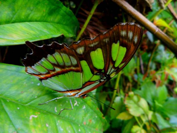 istock butterfly insect - siproeta stelenes - malachite 1305409486