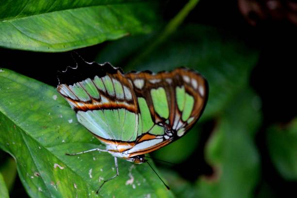 istock butterfly insect - siproeta stelenes - malachite 1305409510