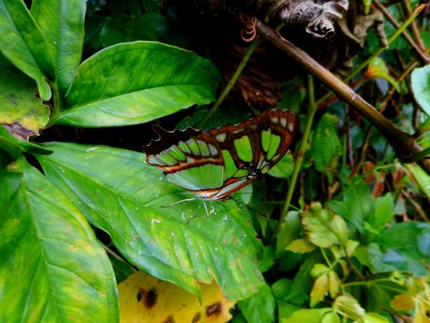 istock butterfly insect - siproeta stelenes - malachite 1305409512