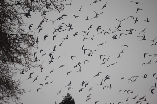 Thousands of crows fill the skies above Shrine Street in the city of Srinagar on Friday (March 05, 2021).