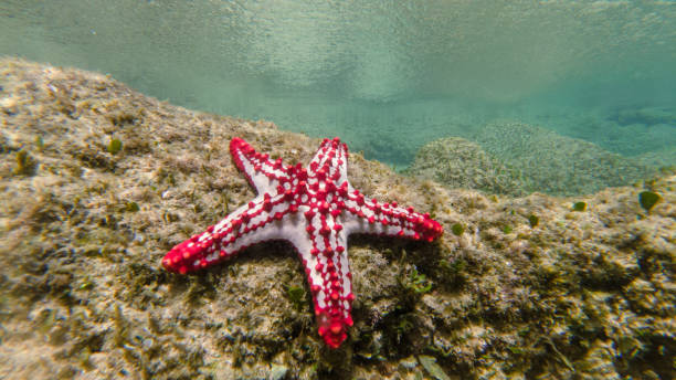 istock Underwater image of a sea star 1305413489