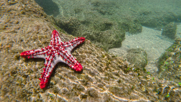 istock Sea star under the sea 1305413493