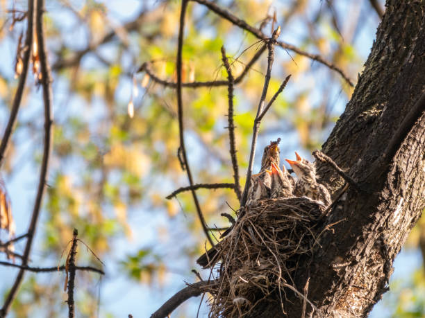 istock Thrush fieldfare, Turdus pilaris, in a nest with chicks 1305413499
