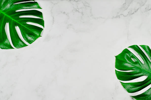 istock Natural monstera leaves on white marble background. 1305414398