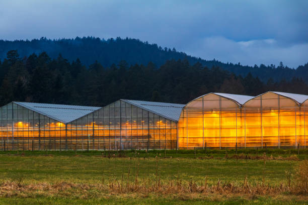 Glowing Greenhouse At Dusk Illuminated commercial greenhouses at dusk. saanich peninsula photos stock pictures, royalty-free photos & images