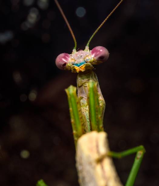istock macro portrait Carolina mantis (Stagmomantis carolina) 1305416050