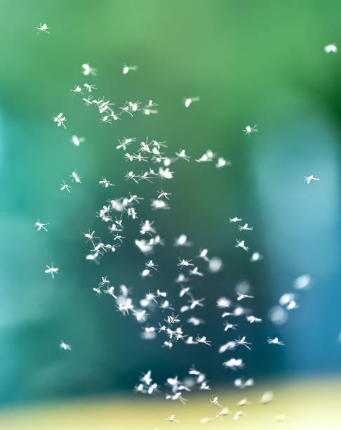 Swarm of Gnat Flies A swarm of gnats circling each other set against a green background midge fly stock pictures, royalty-free photos & images