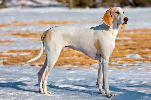 A Porcelaine Hound dog in the spring snow.