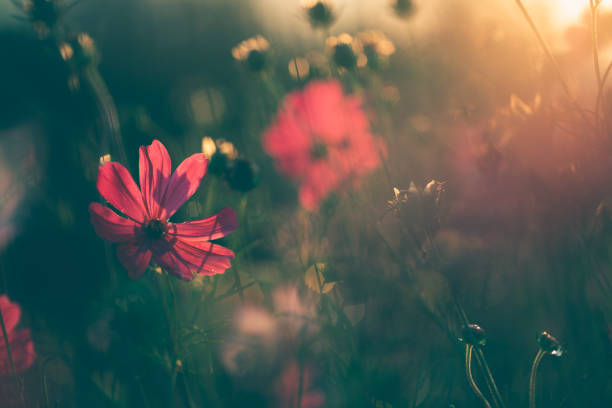 istock Cosmos flowers beautiful 1305416752